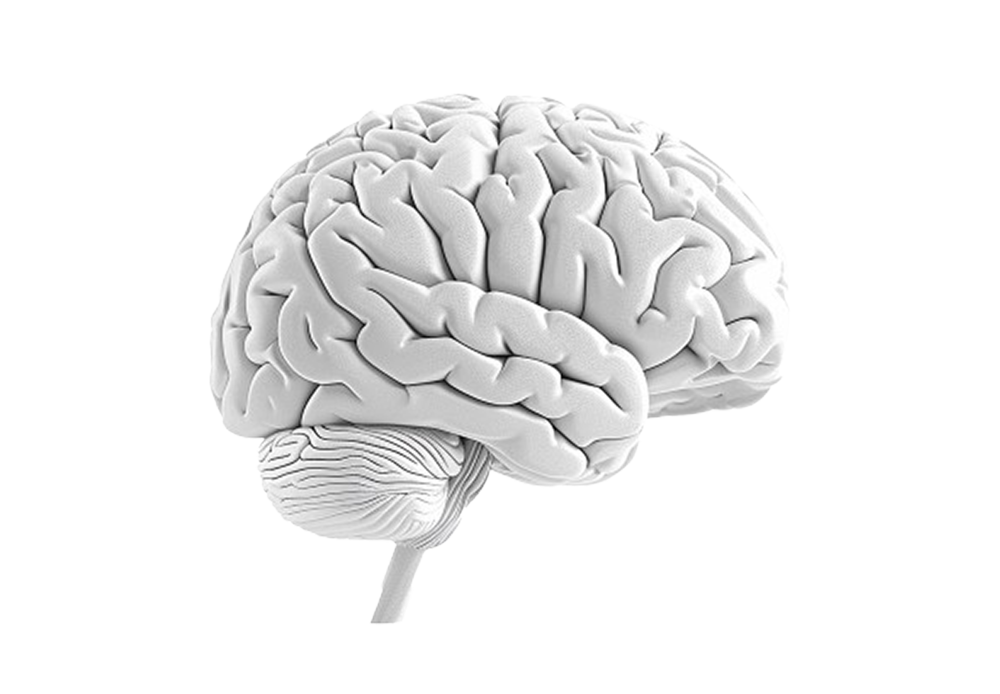 Brain