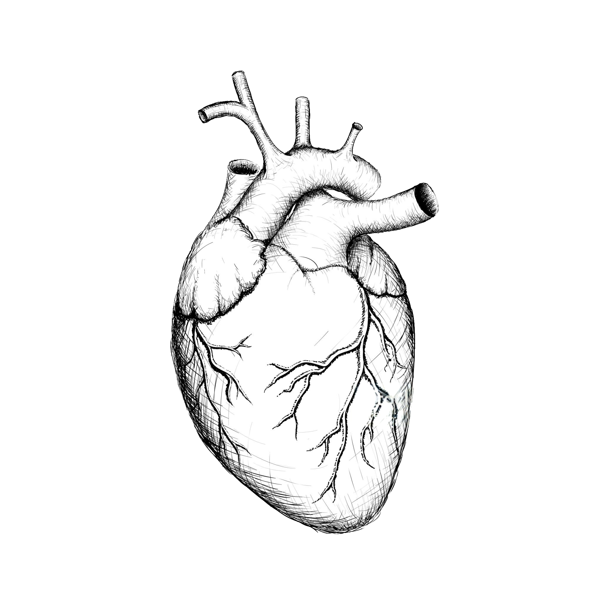 Heart